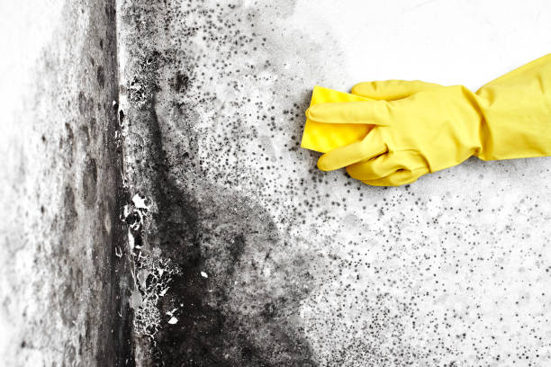 Best Certified Mold Removal  in Norway, MI