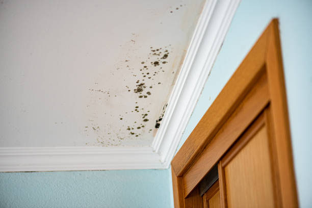 Professional Mold Removal in Norway, MI