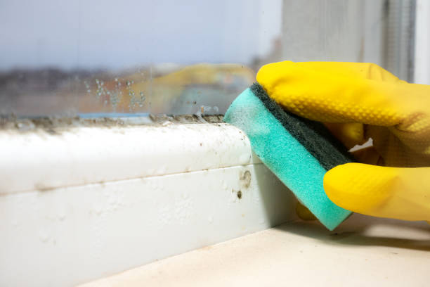 Best Mold Remediation Experts  in Norway, MI