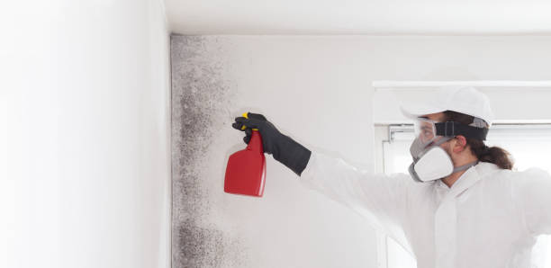 Best Residential Mold Removal  in Norway, MI