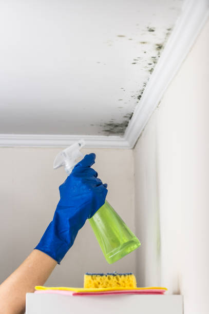 Best Mold Damage Repair  in Norway, MI